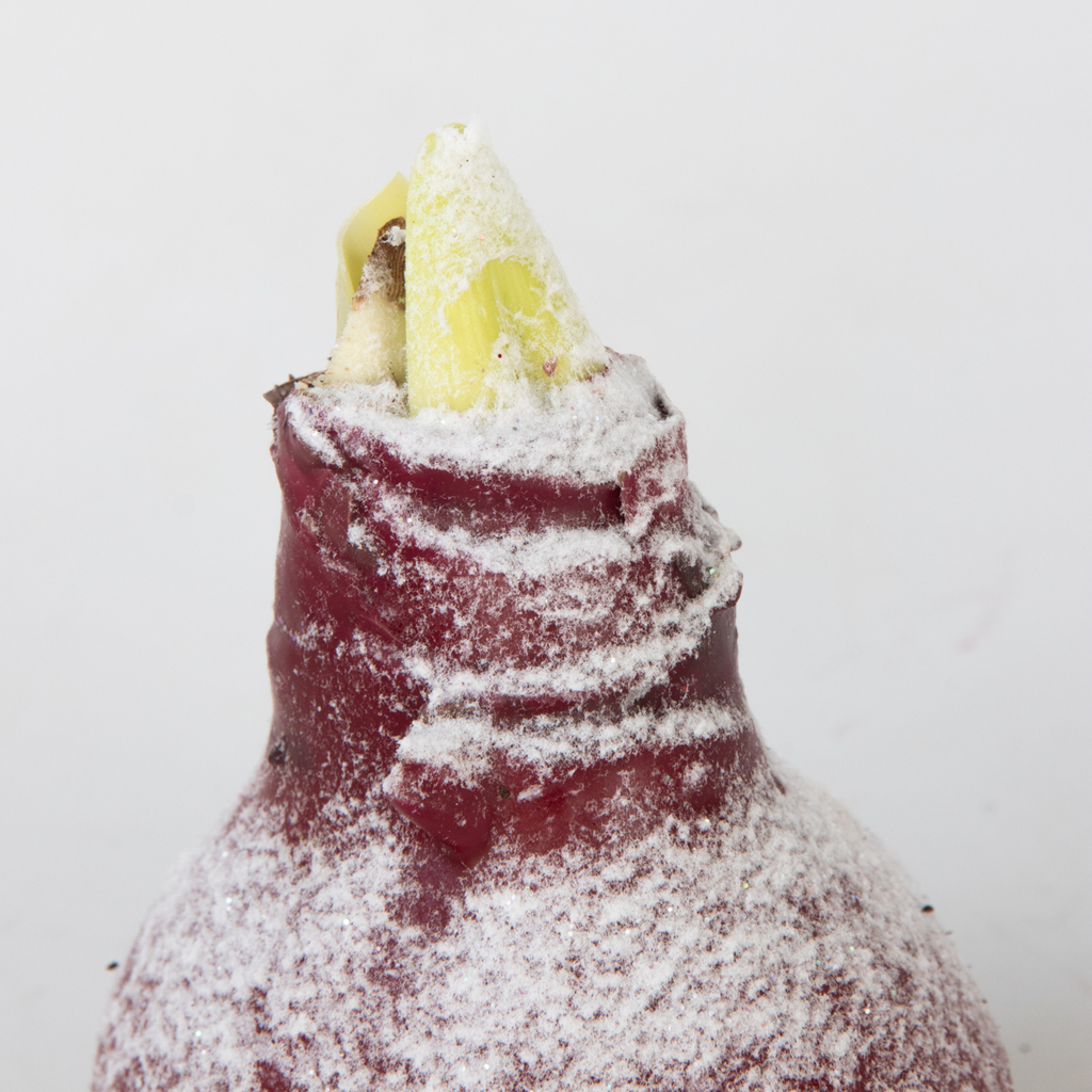 Amaryllis - Hippeastrum 'Wax Snow Mix' - Flower Bulb - Red