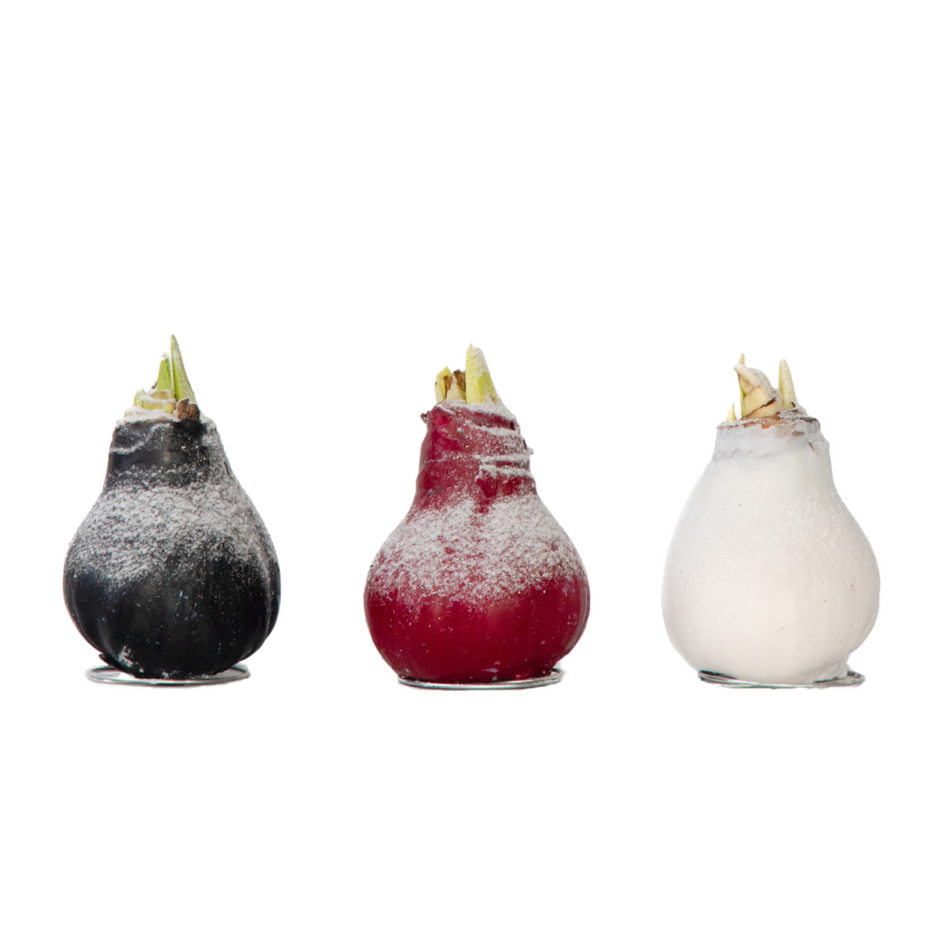 Amaryllis - Hippeastrum 'Wax Snow Mix' - Flower Bulb - Red