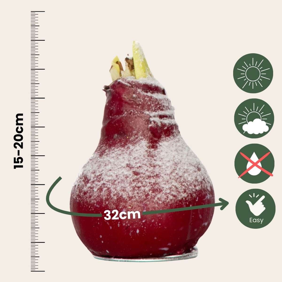 Amaryllis - Hippeastrum 'Wax Snow Red' - Flower Bulb - Red