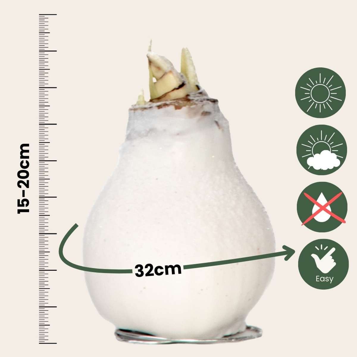 Amaryllis - Hippeastrum 'Wax Snow White' - Flower Bulb - Red