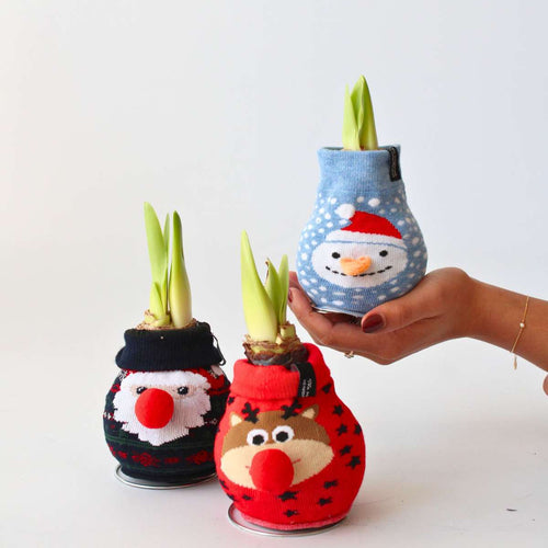 Amaryllis - 3 pcs. - Hippeastrum 'Xmas Sweater Mix' - Flower Bulb - Red