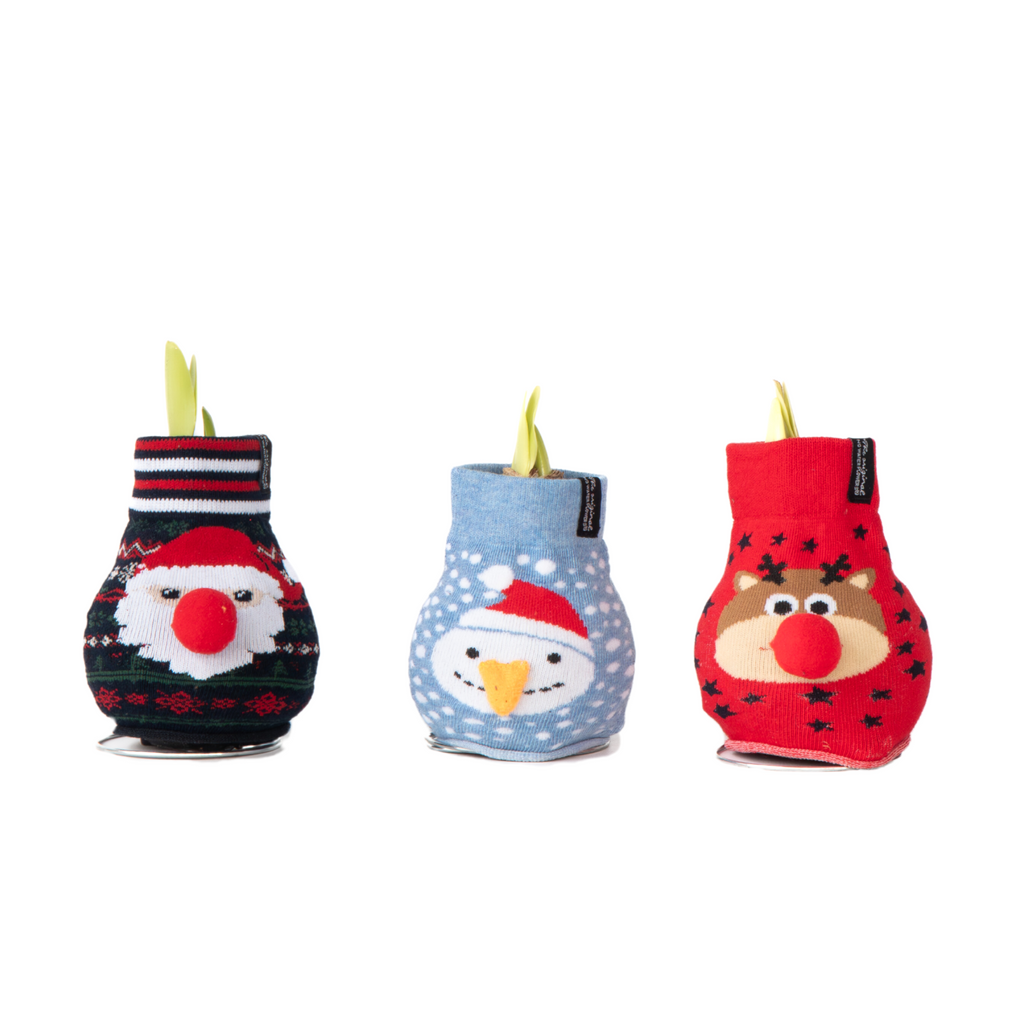 Amaryllis - 3 pcs. - Hippeastrum 'Xmas Sweater Mix' - Flower Bulb - Red