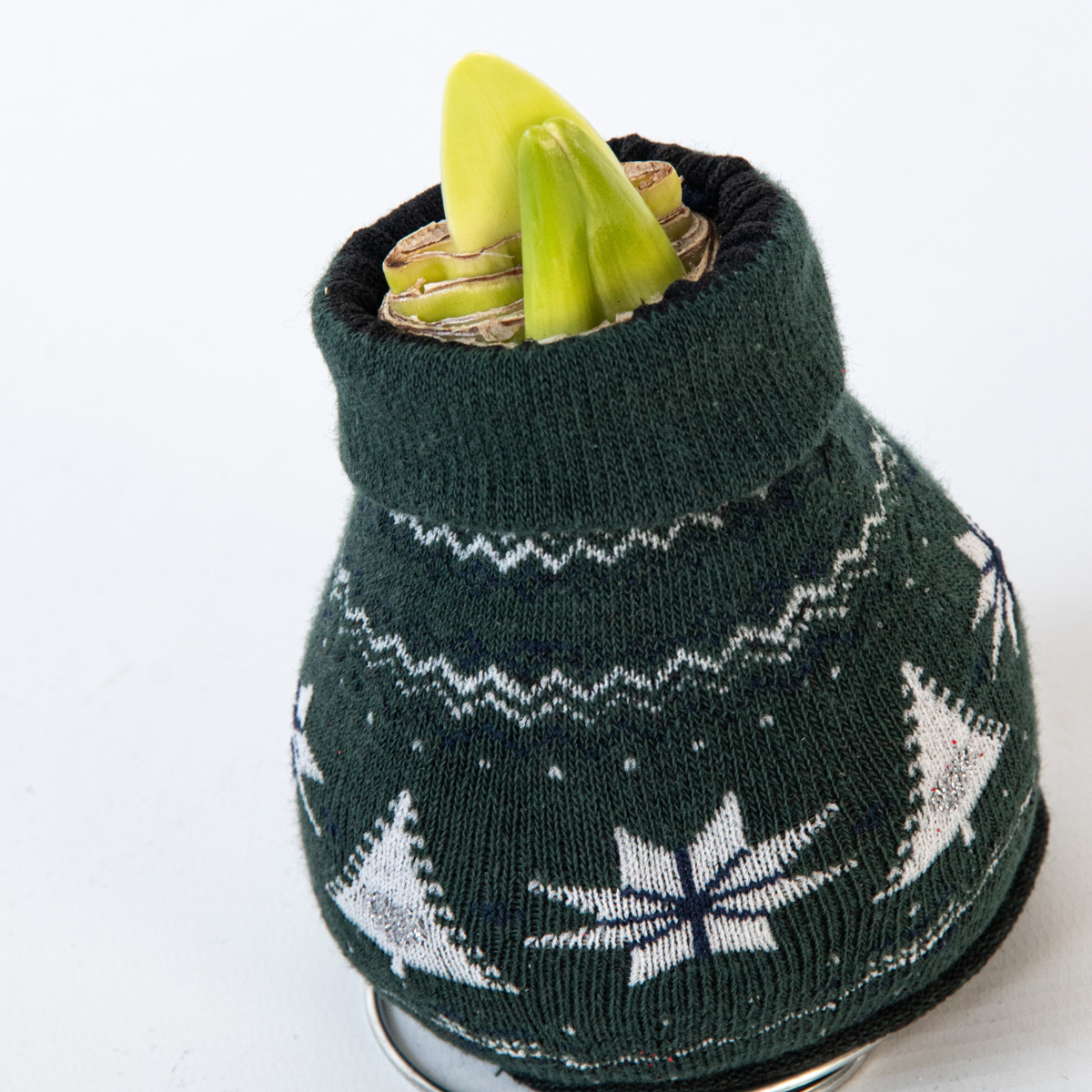 Amaryllis - 3 pcs. - Hippeastrum 'Christmas Sweater' - Flower Bulb - Red