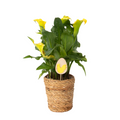 Calla 'Ruby' - Yellow - Height 30-40cm - ⌀12cm