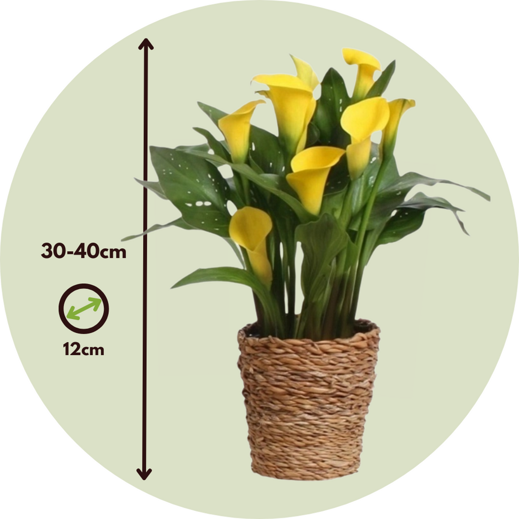 Calla 'Ruby' - Yellow - Height 30-40cm - ⌀12cm