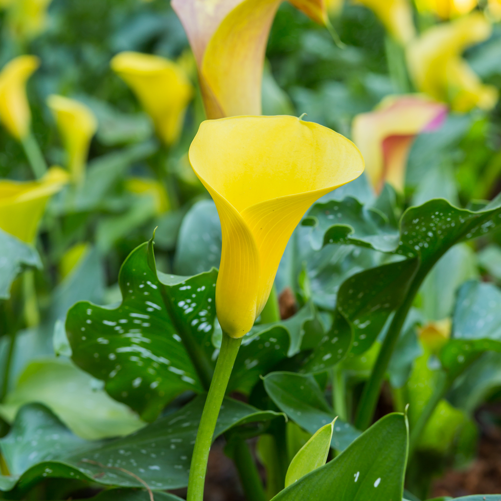 Calla 'Ruby' - Yellow - Height 30-40cm - ⌀12cm