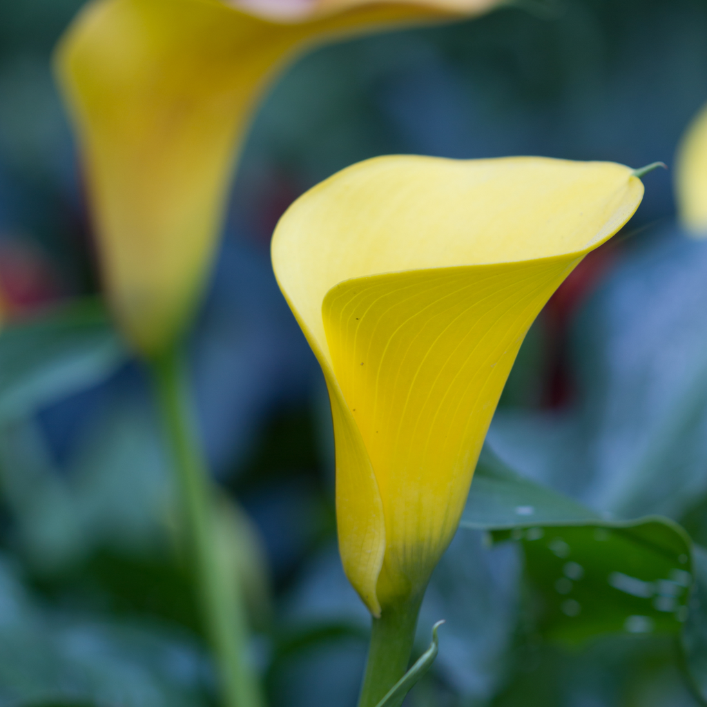 Calla 'Ruby' - Yellow - Height 30-40cm - ⌀12cm
