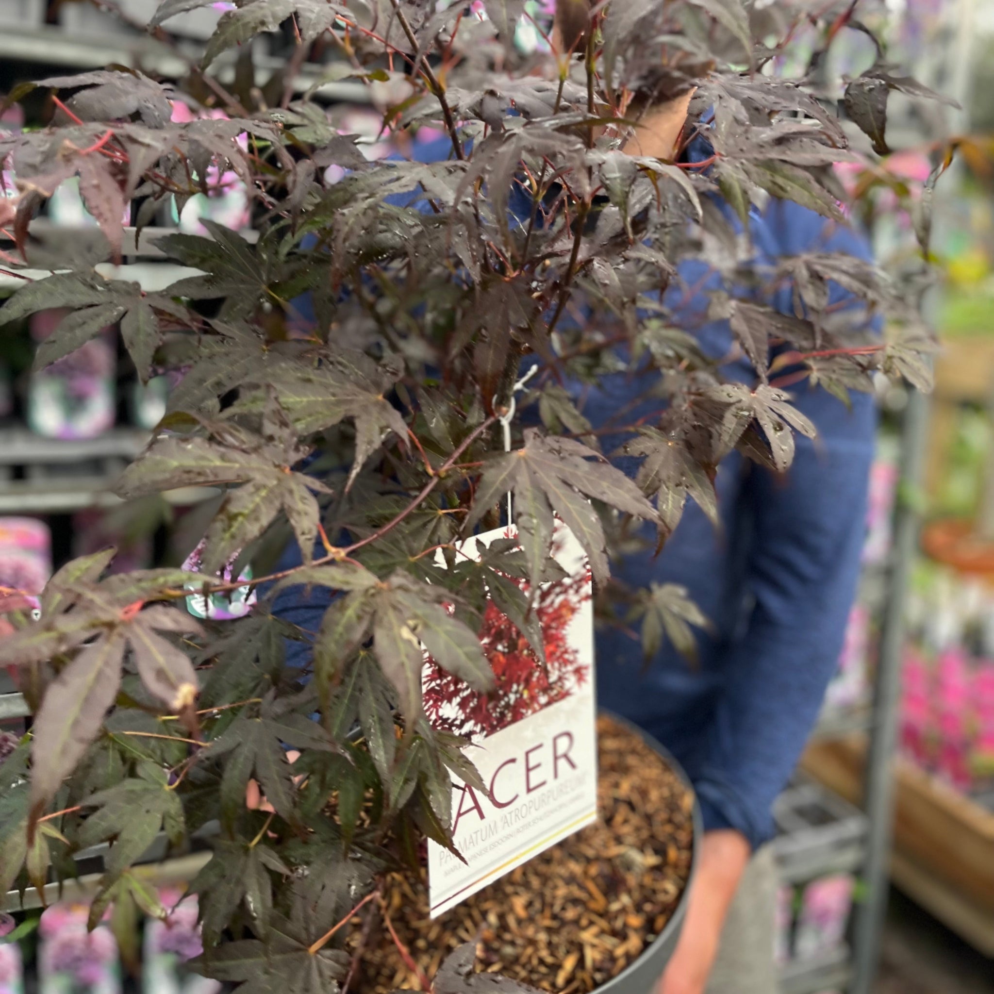 Acer palmatum 'Atropurpureum' 10.5cm-130L