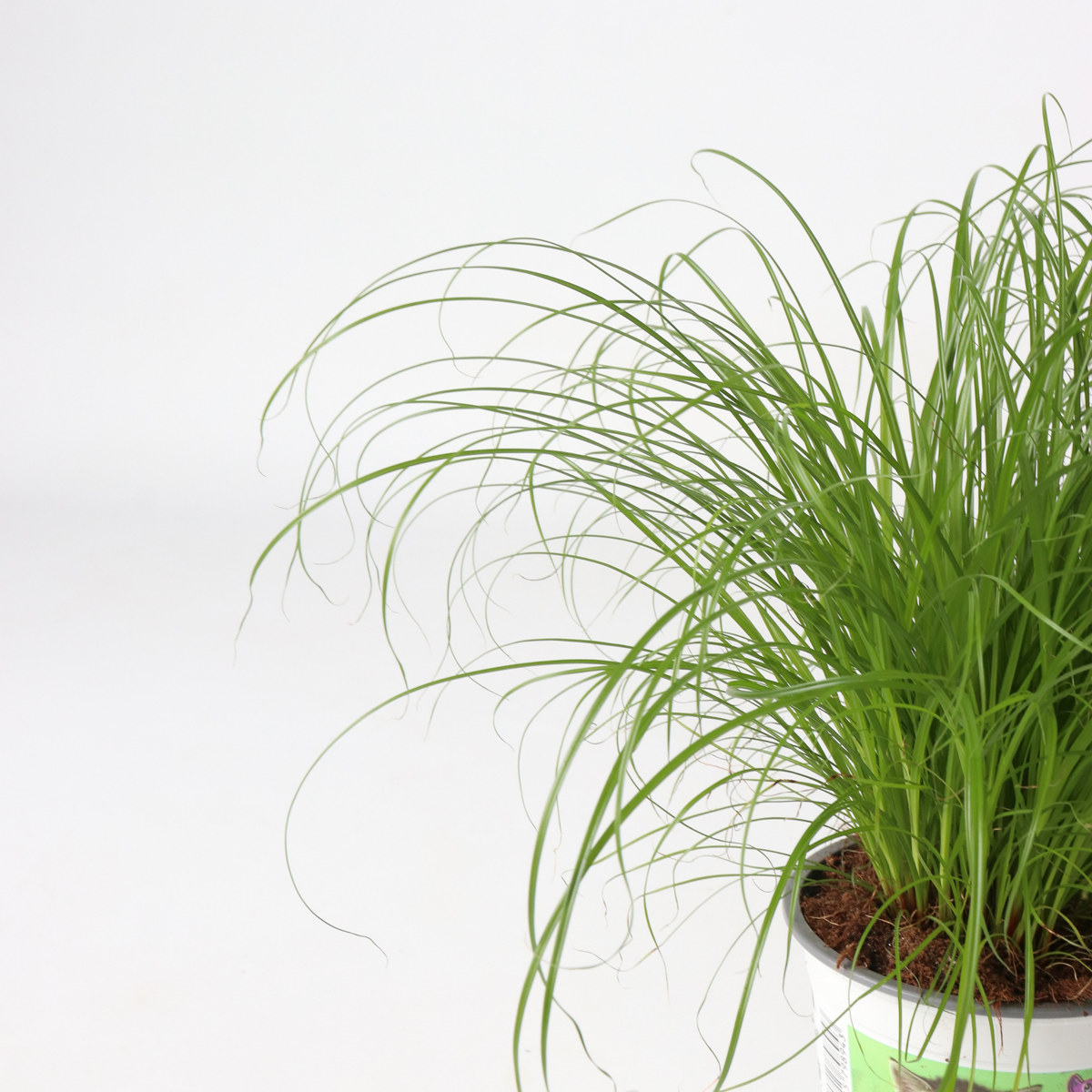 Cat Grass - 4 pcs. - Cyperus zumula - Height 30-40cm - ⌀12cm