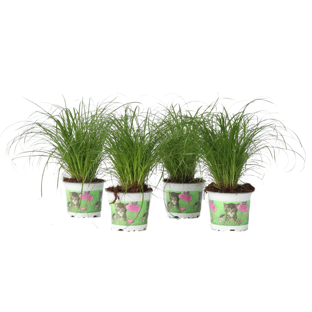 Cat Grass - 4 pcs. - Cyperus zumula - Height 30-40cm - ⌀12cm