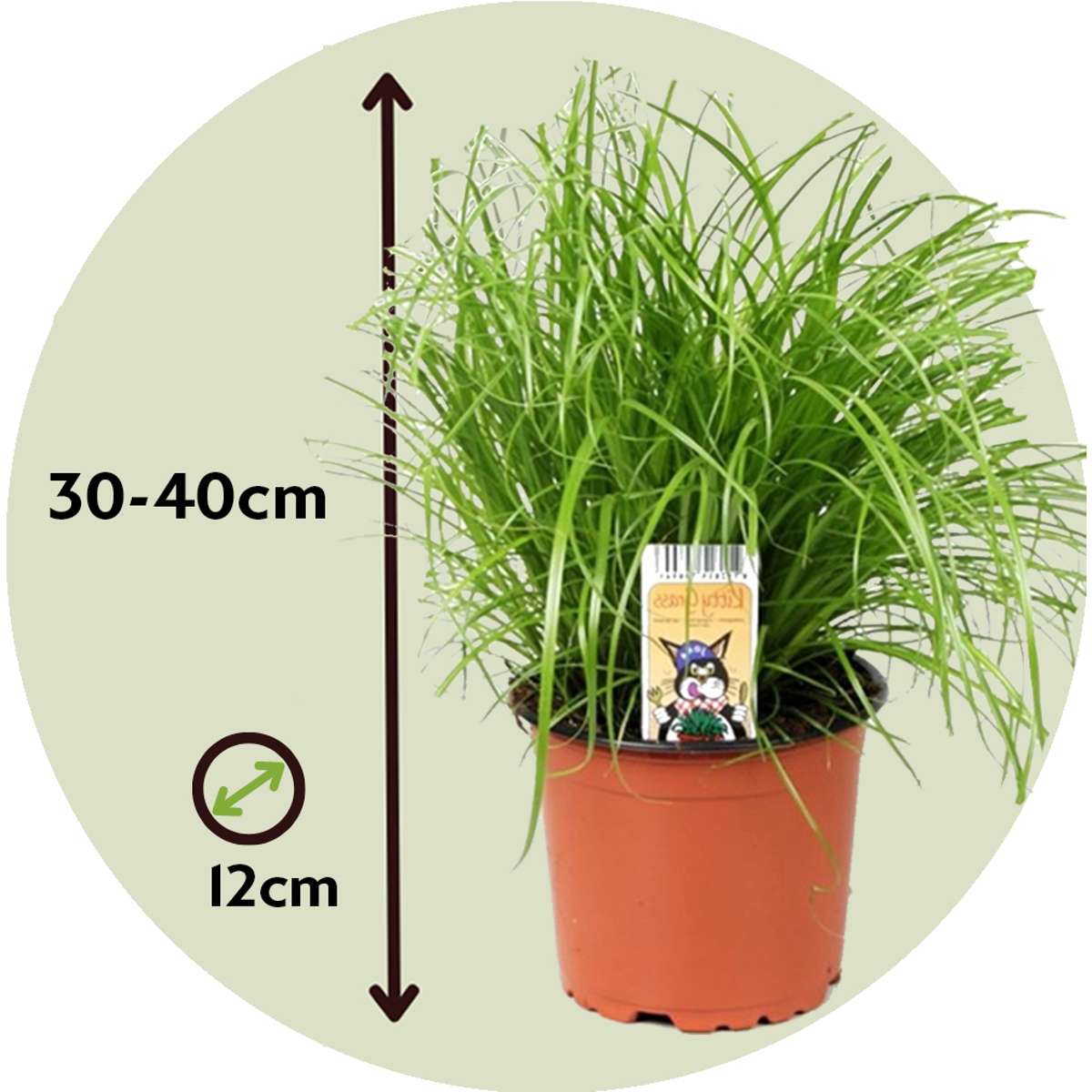 Cat Grass - 4 pcs. - Cyperus zumula - Height 30-40cm - ⌀12cm