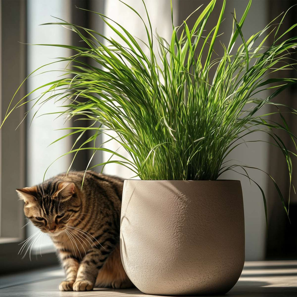 Cat Grass - 6 pcs. - Cyperus zumula - Height 30-40cm - ⌀12cm