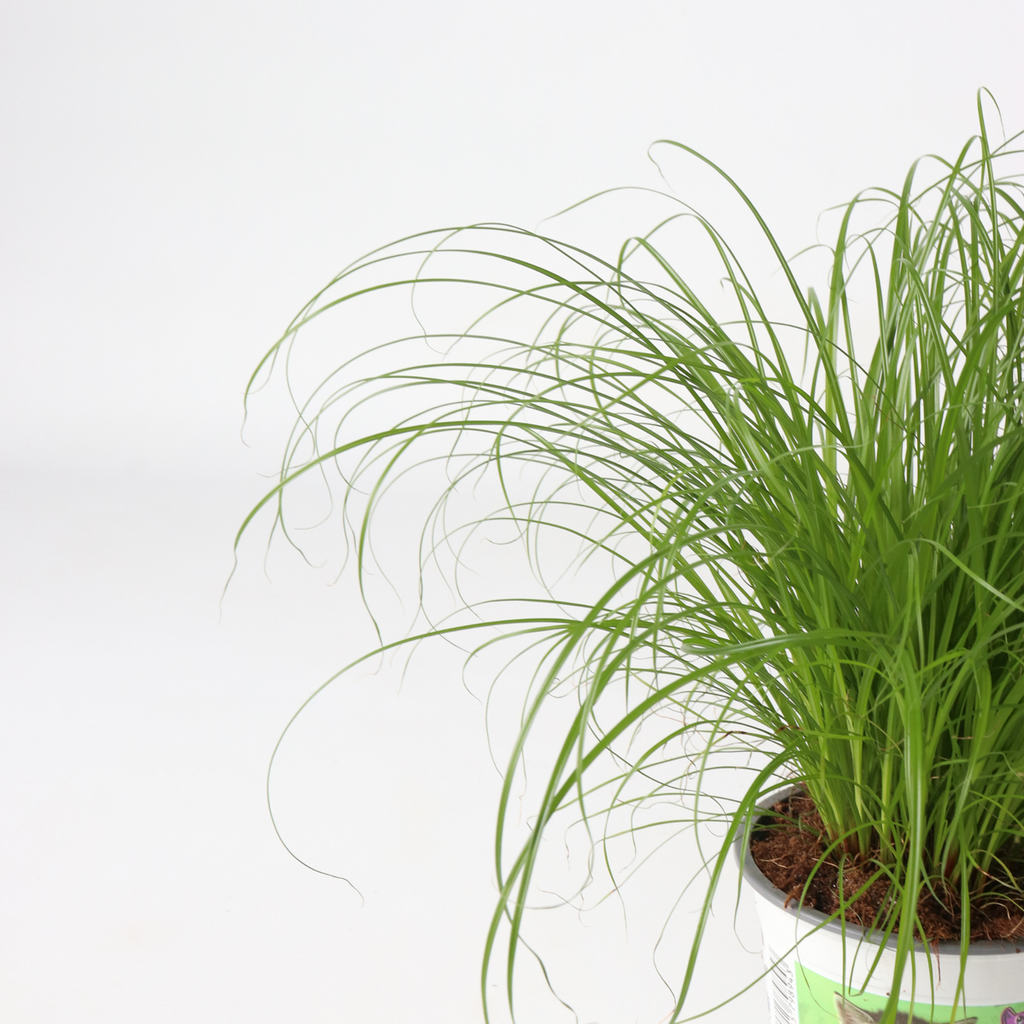 Cat Grass - 6 pcs. - Cyperus zumula - Height 30-40cm - ⌀12cm