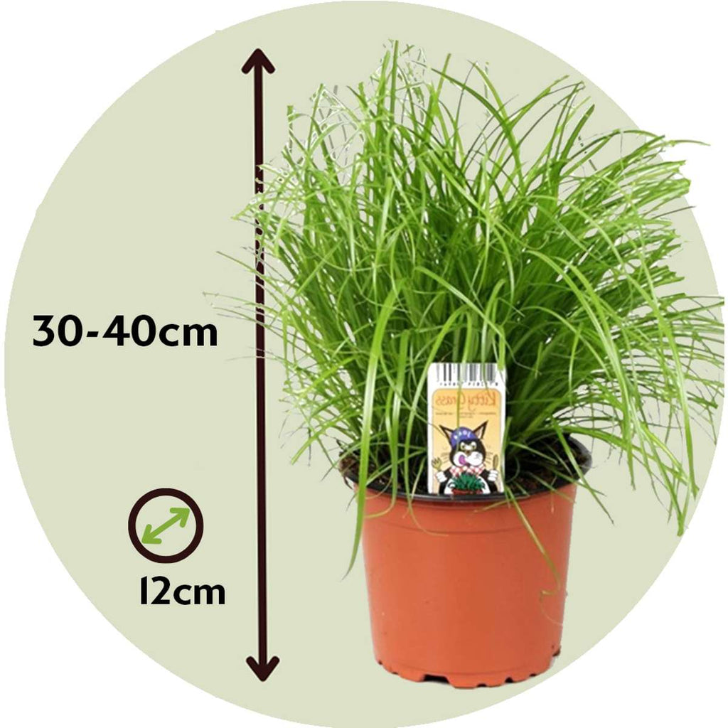 Cat Grass - 6 pcs. - Cyperus zumula - Height 30-40cm - ⌀12cm