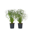 Umbrella plant - 2 pcs. - Cyperus alternifolius - Height 40-50cm - ⌀14cm