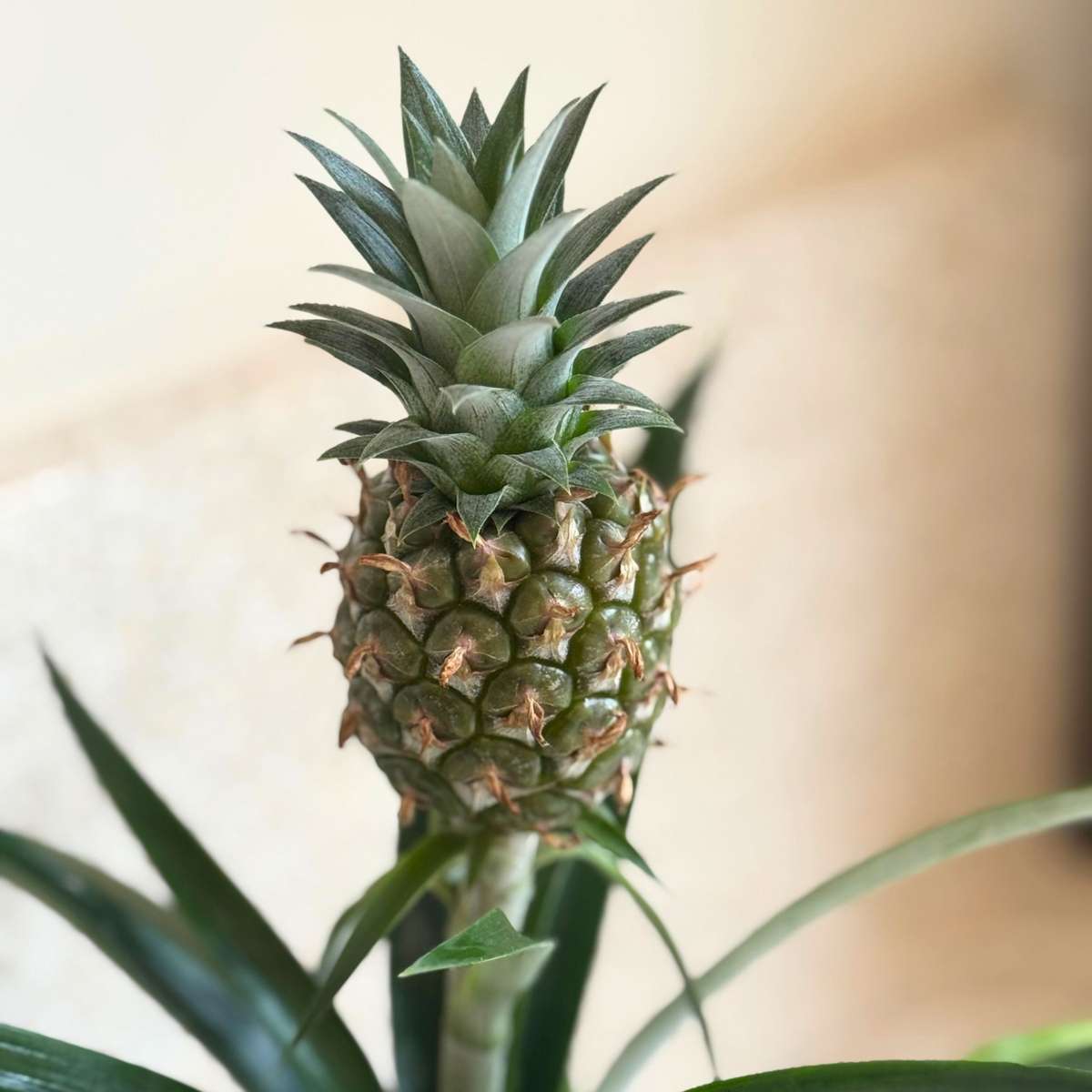 Miniature Pineapple plant - Ananas comosus 'Mi Amigo' - Height 35-45cm - ⌀12cm