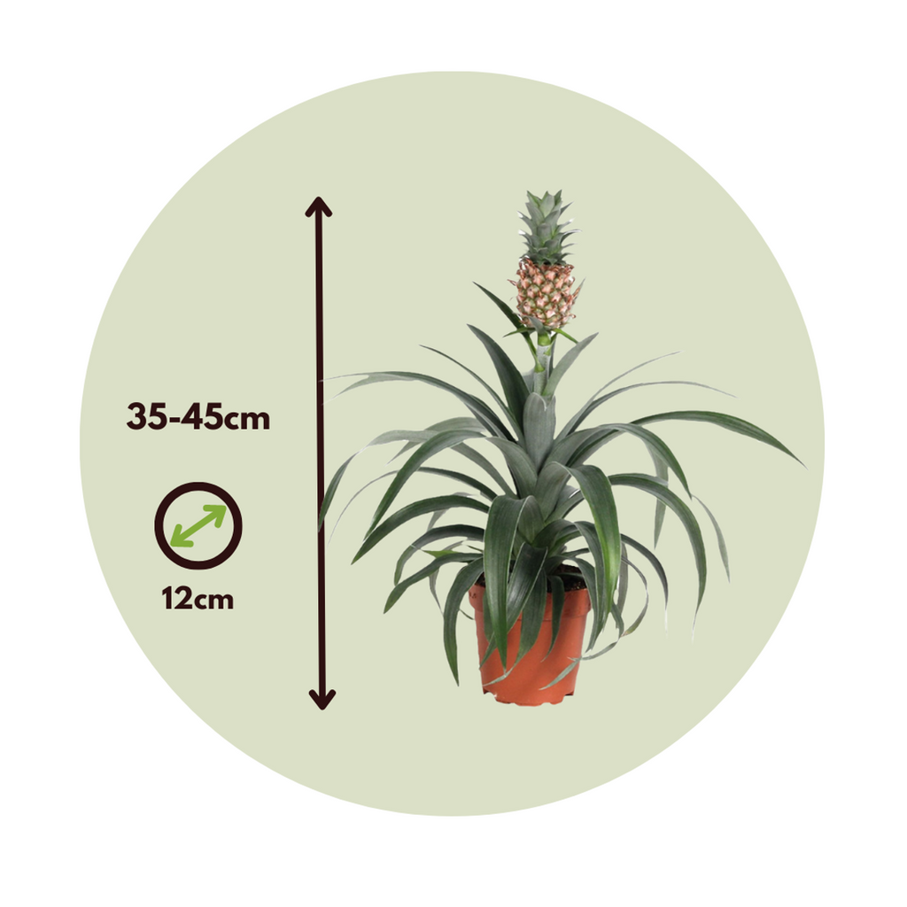 Miniature Pineapple plant - 2 pcs. - Ananas 'Mi Amigo' - Height 35-45cm - ⌀12cm