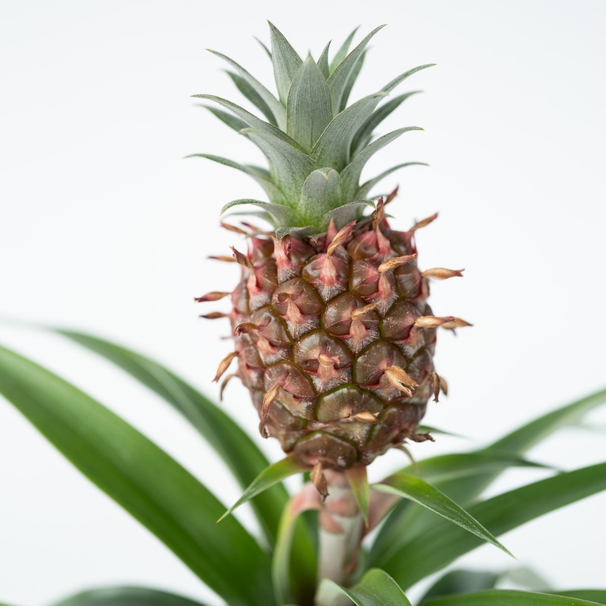 Miniature Pineapple plant - 2 pcs. - Ananas 'Mi Amigo' - Height 35-45cm - ⌀12cm
