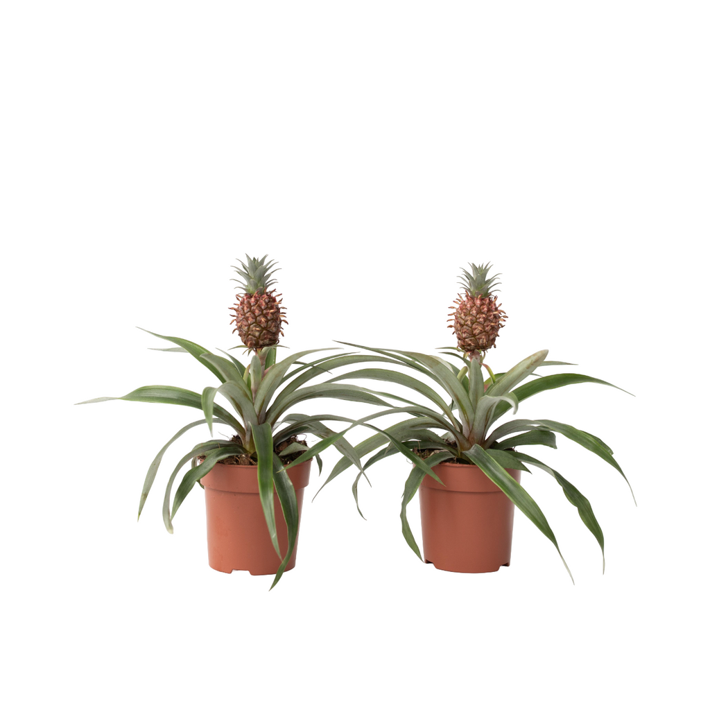 Miniature Pineapple plant - 2 pcs. - Ananas 'Mi Amigo' - Height 35-45cm - ⌀12cm