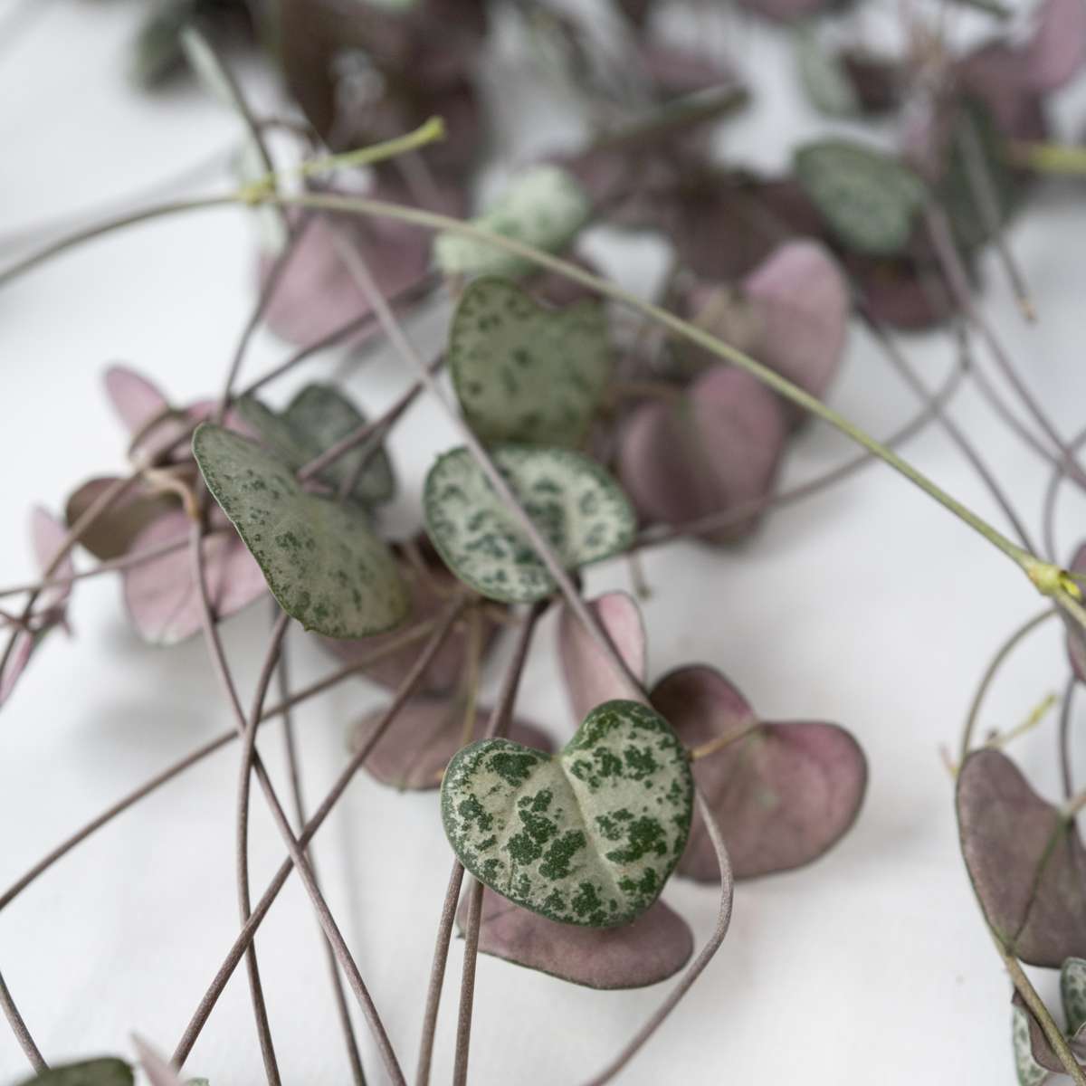 String of Hearts - Ceropegia linearis Woodii - Height 20-30cm - ⌀14cm