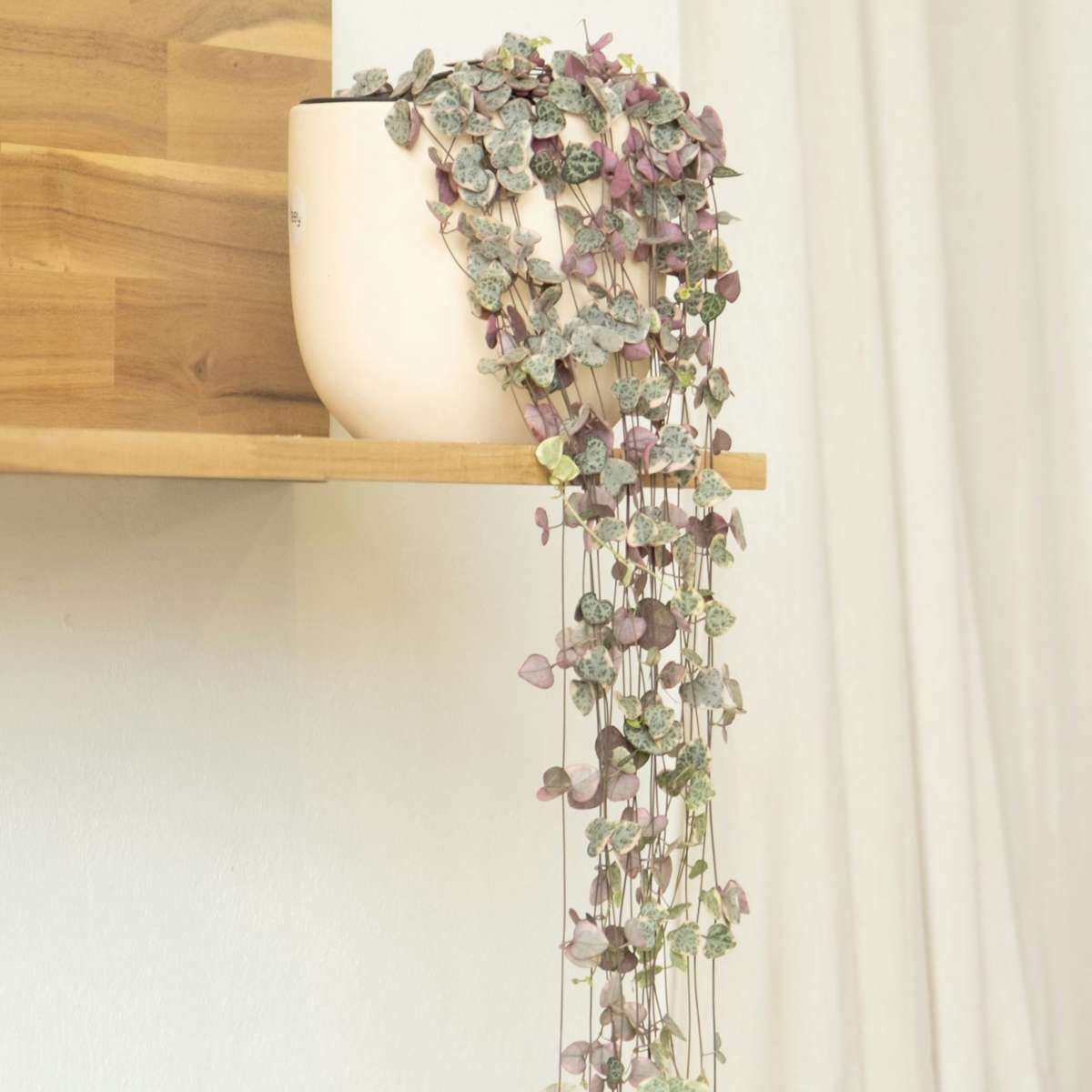 String of Hearts - 2 pcs. - Ceropegia linearis Woodii - Height 20-30cm - ⌀14cm