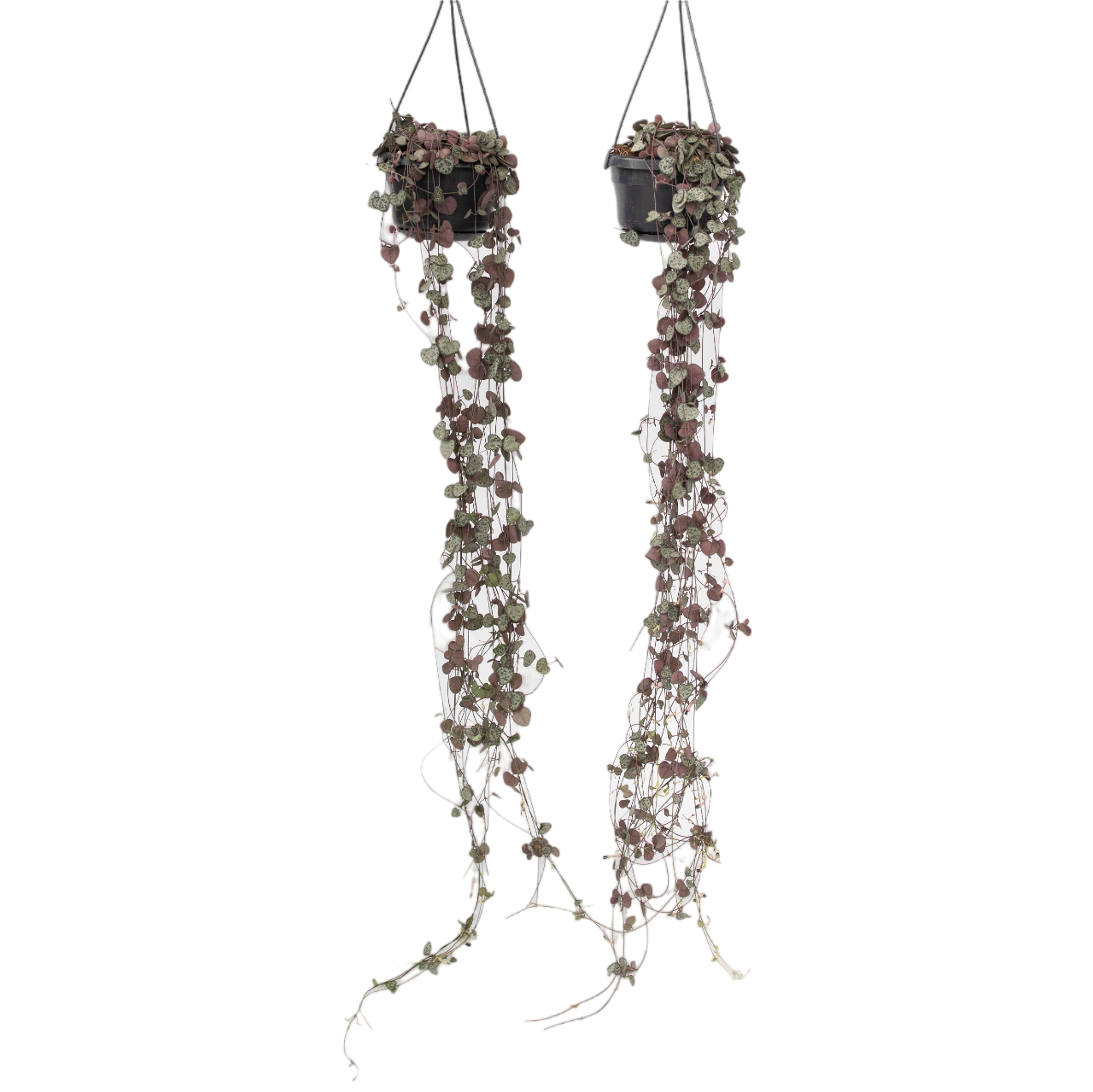 String of Hearts - 2 pcs. - Ceropegia linearis Woodii - Height 20-30cm - ⌀14cm