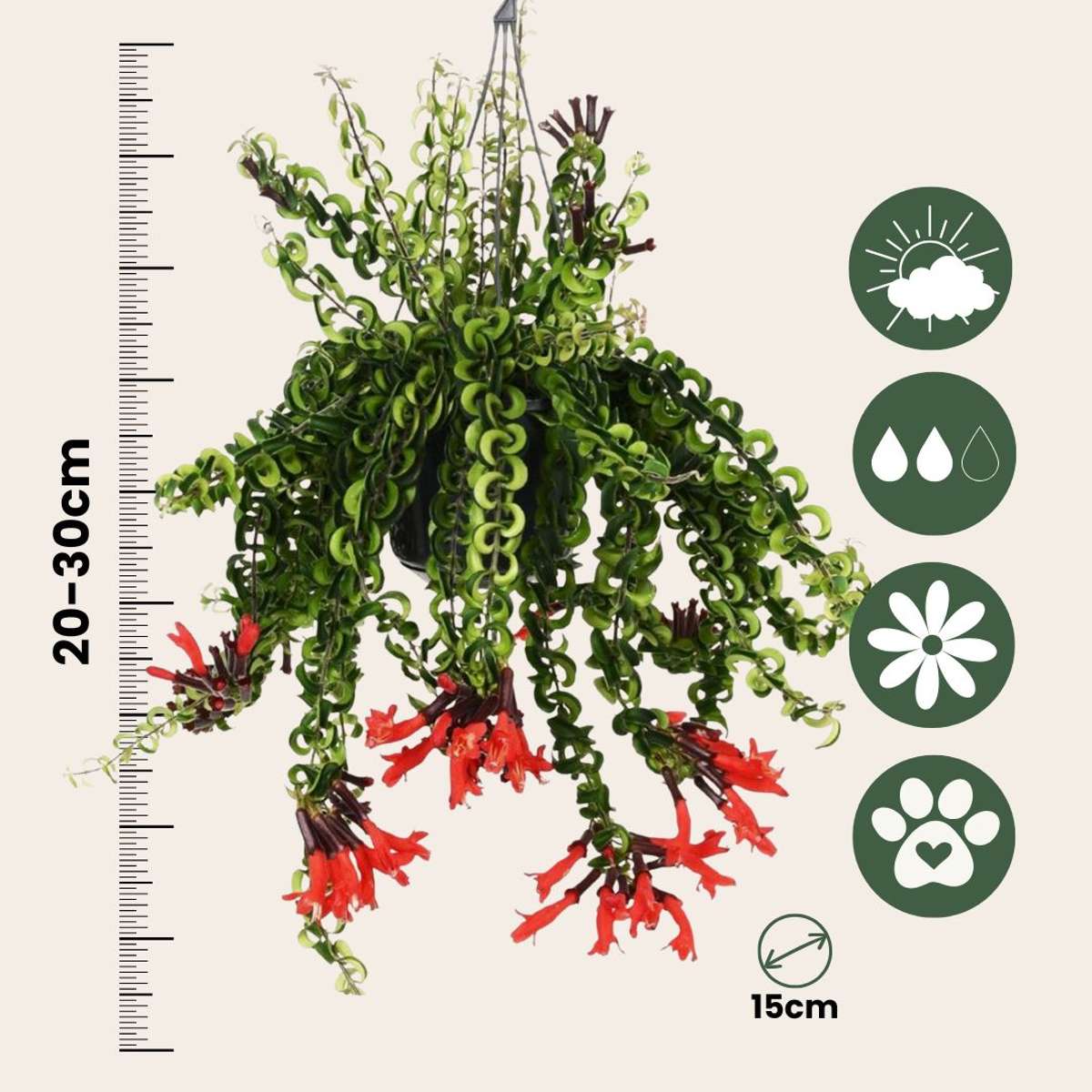 Lipstick Plant - Aeschynanthus pulcher - Height 20-30cm - ⌀15cm