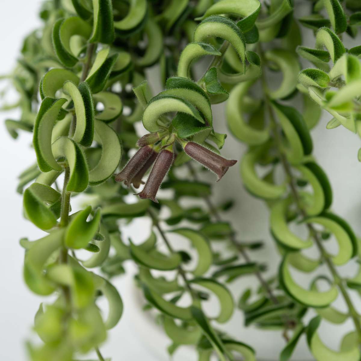 Lipstick Plant - 2 pcs. - Aeschynanthus pulcher - Height 20-30cm - ⌀15cm