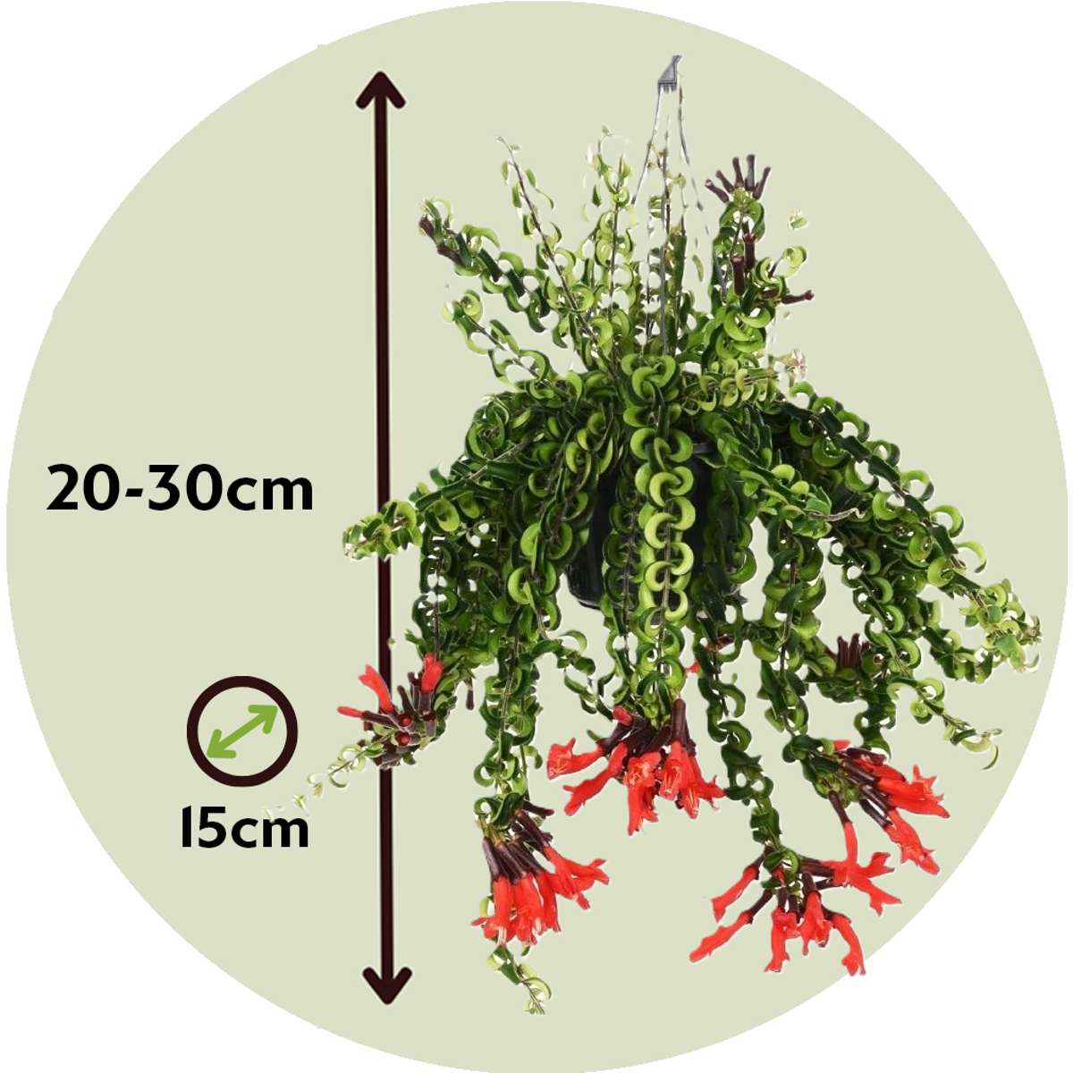Lipstick Plant - 2 pcs. - Aeschynanthus pulcher - Height 20-30cm - ⌀15cm