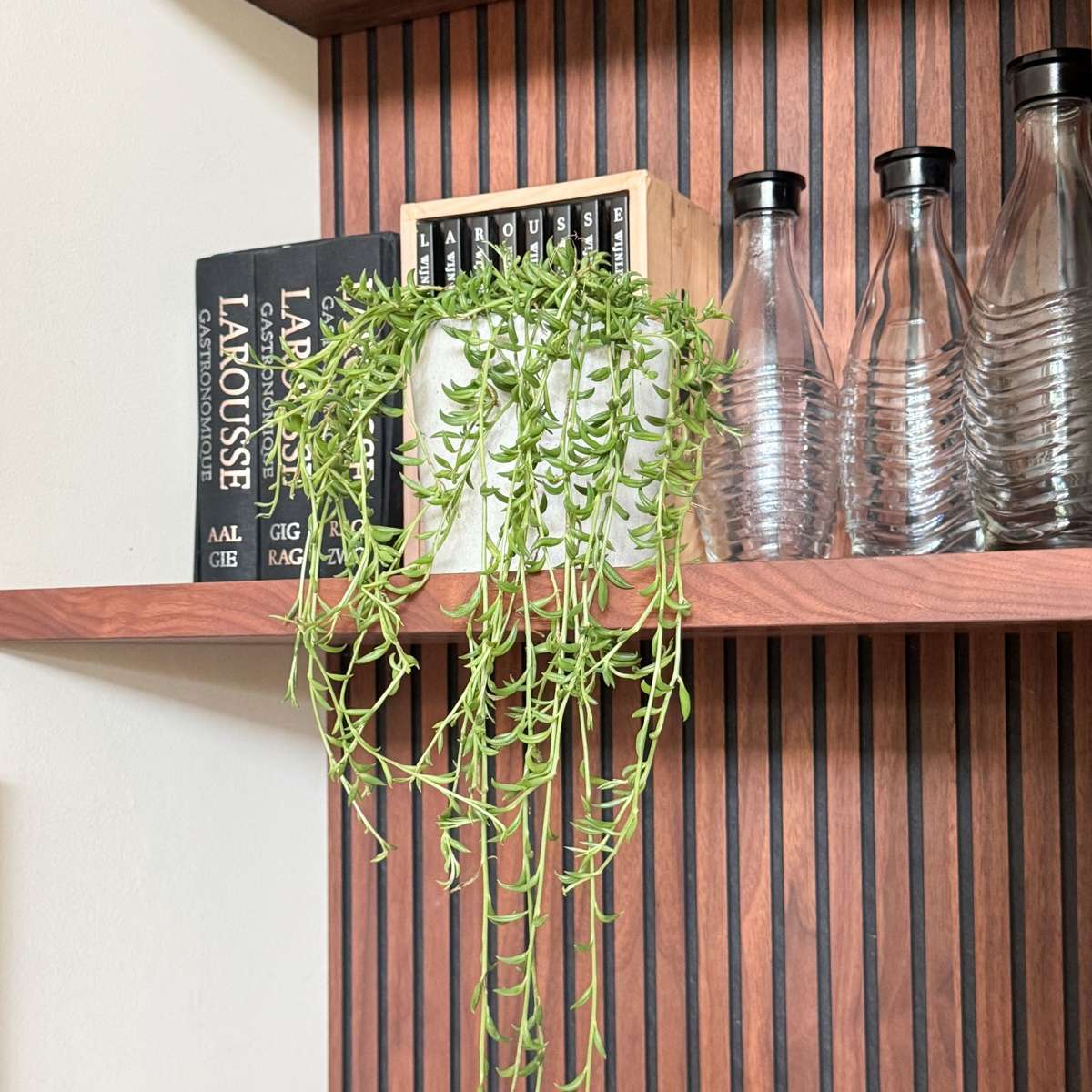 String of Bananas - Senecio radicans - Height 10-20cm - ⌀12cm