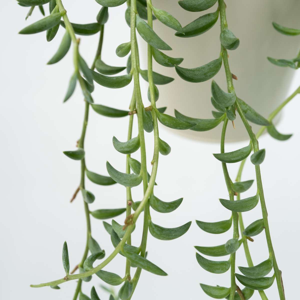 String of Bananas - Senecio radicans - Height 10-20cm - ⌀12cm