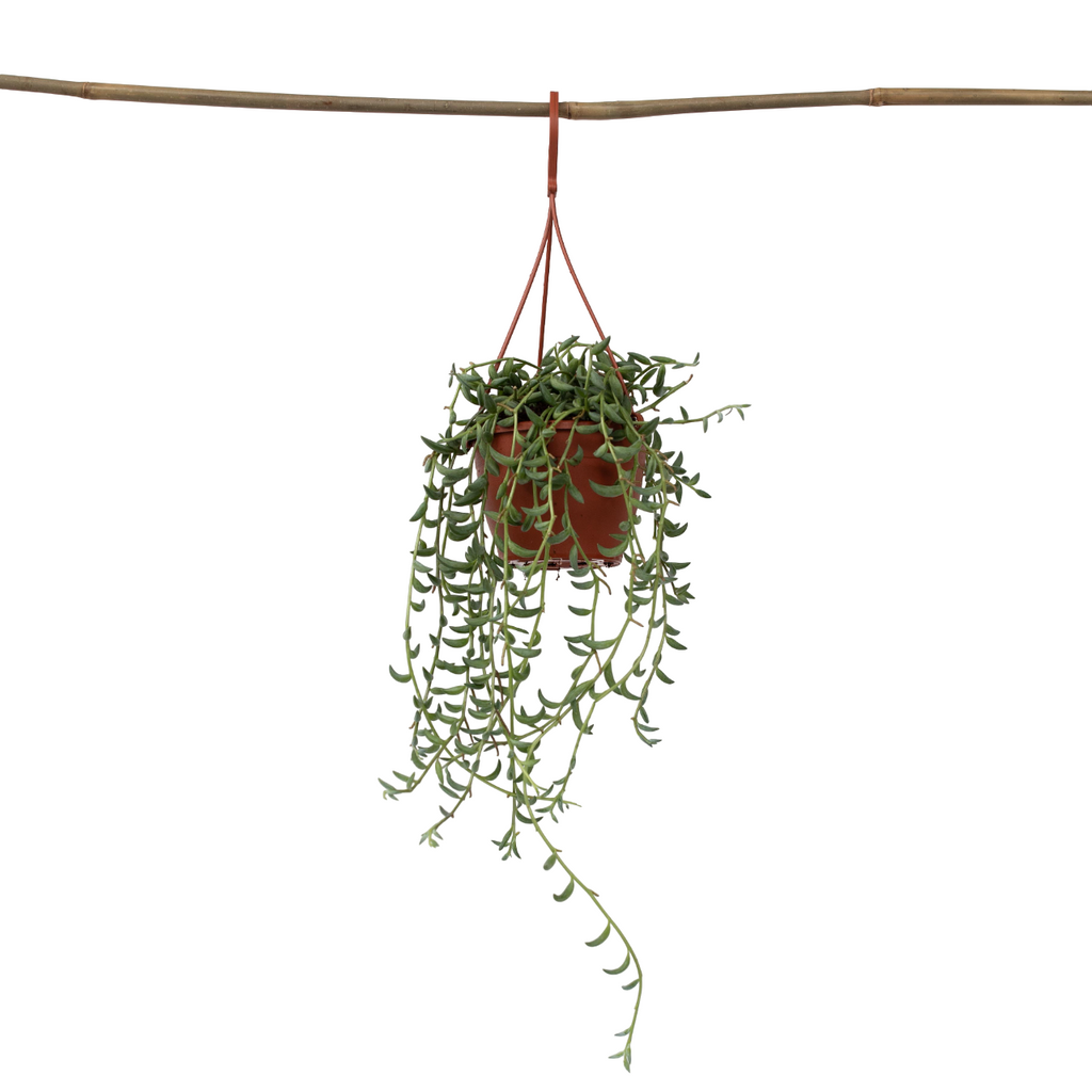 String of Bananas - Senecio radicans - Height 10-20cm - ⌀12cm