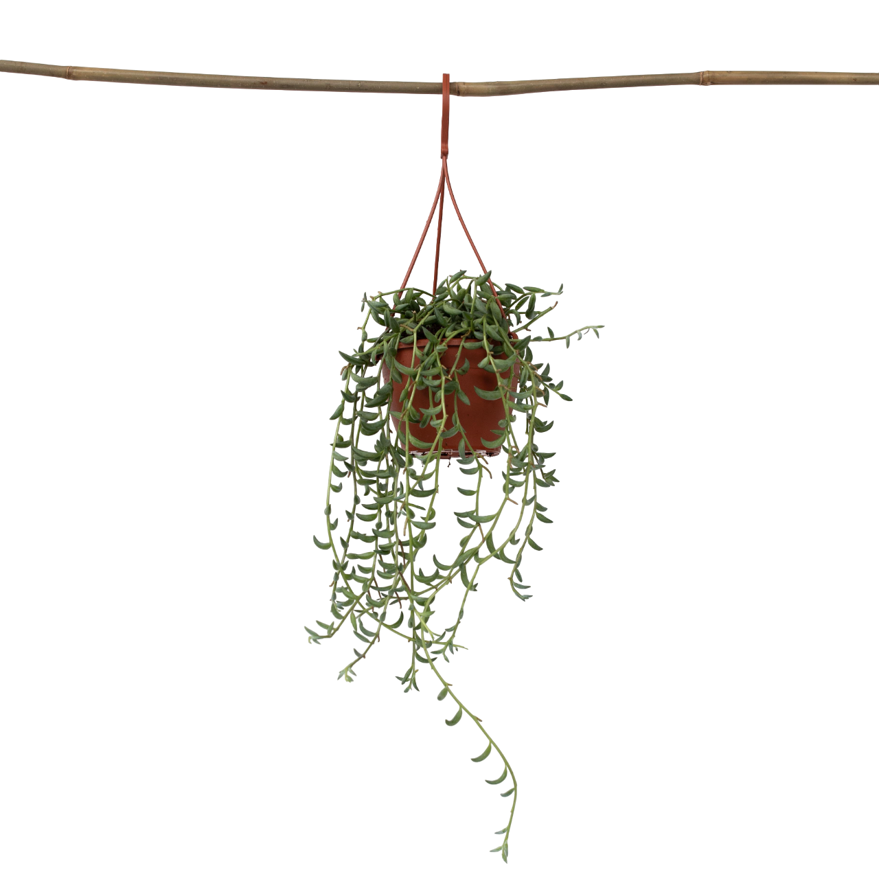 String of Bananas - Senecio radicans - Height 10-20cm - ⌀12cm