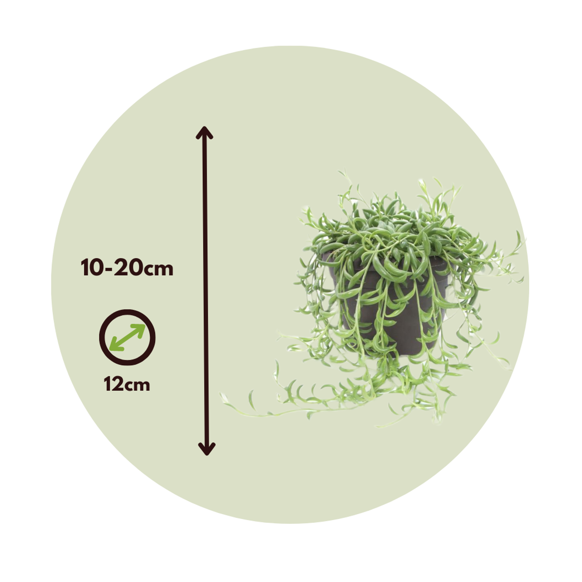 String of Bananas - 2 pcs. - Senecio radicans - Height 10-20cm - ⌀12cm