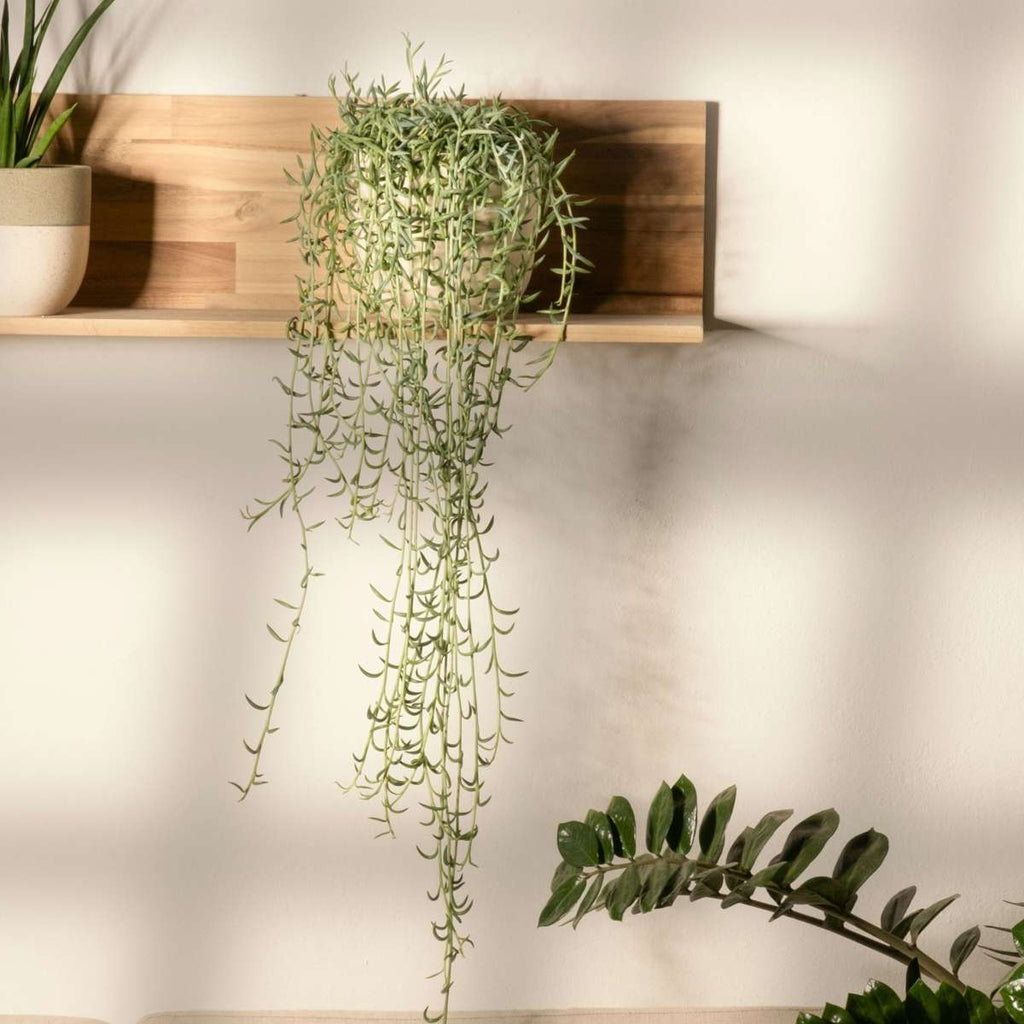 String of Bananas - 2 pcs. - Senecio radicans - Height 10-20cm - ⌀12cm