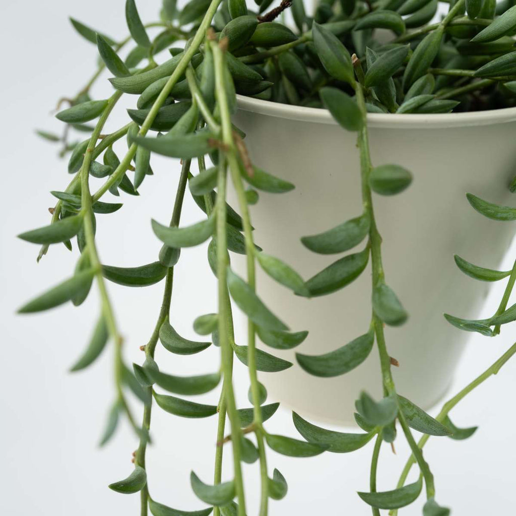 String of Bananas - 2 pcs. - Senecio radicans - Height 10-20cm - ⌀12cm