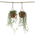 String of Bananas - 2 pcs. - Senecio radicans - Height 10-20cm - ⌀12cm