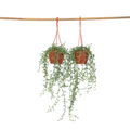 String of Dolphins - 2 pcs. - Senecio peregrinus - Height 10-20cm - ⌀12cm