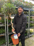 4-5ft Twisted Stem Olive Tree | Hardy Evergreen Potted Tree (Multibuy Offers Available)