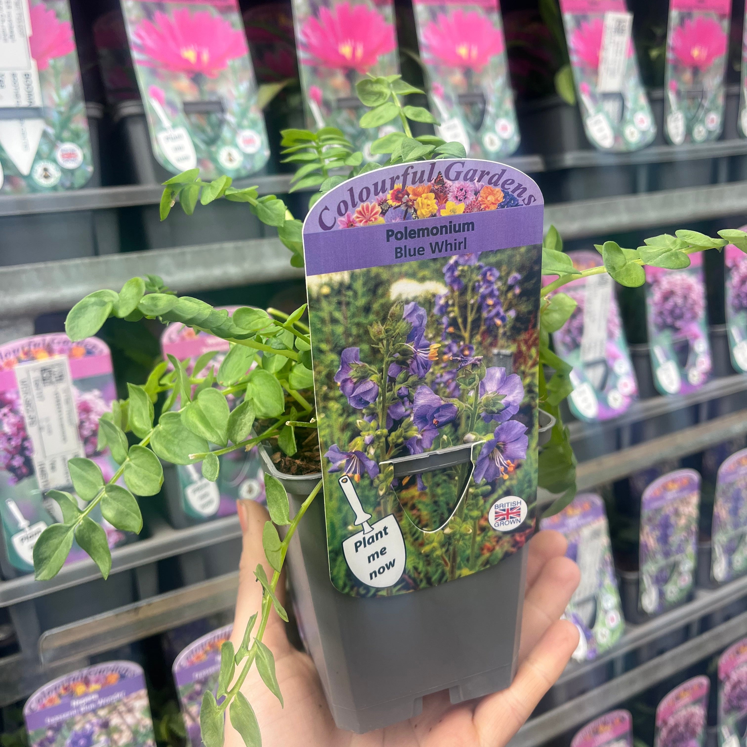 Polemonium 'Blue Whirl' (Jacob's Ladder) 9cm