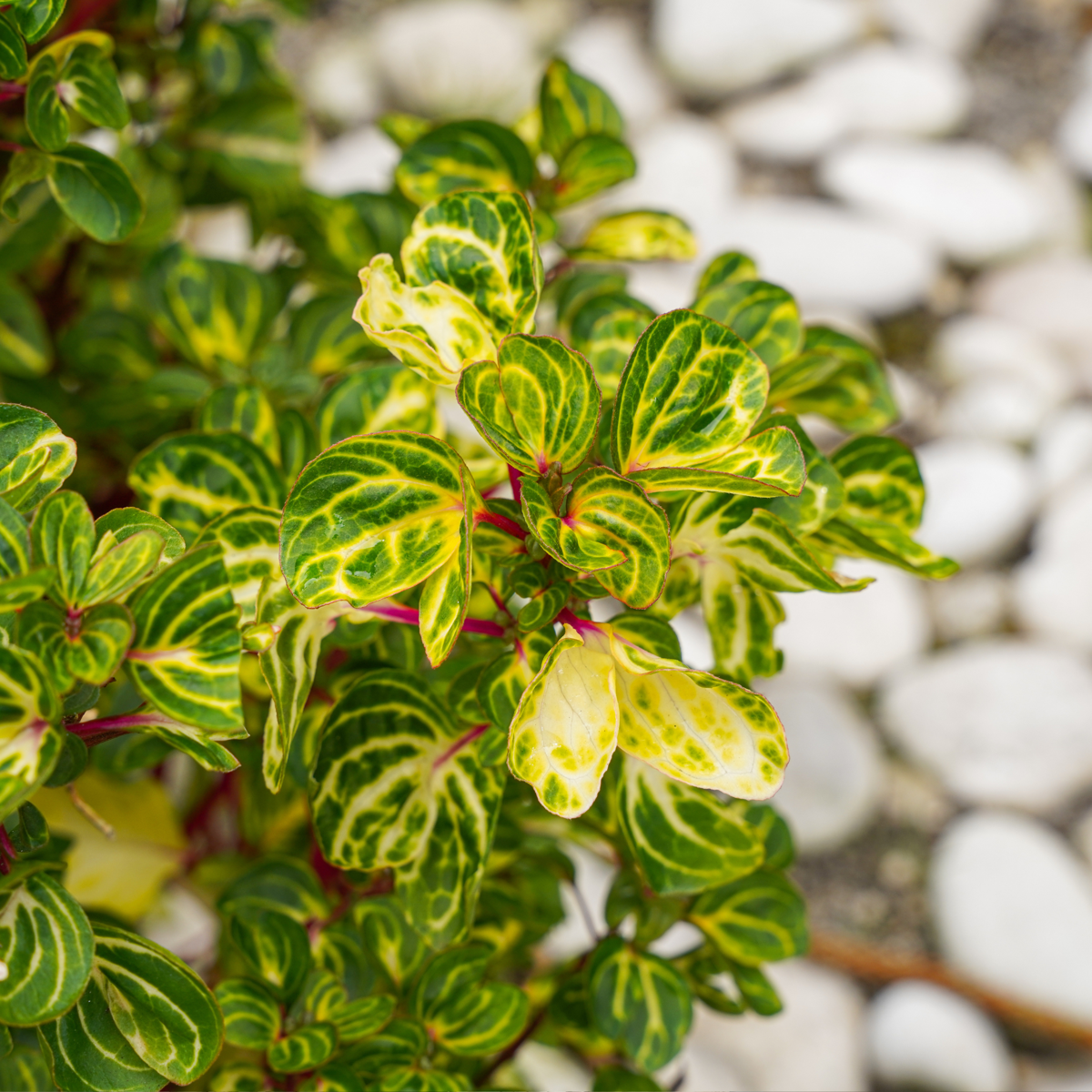 Bloodleaf plant - Iresine herbstii - Height 20-30cm - ⌀13cm