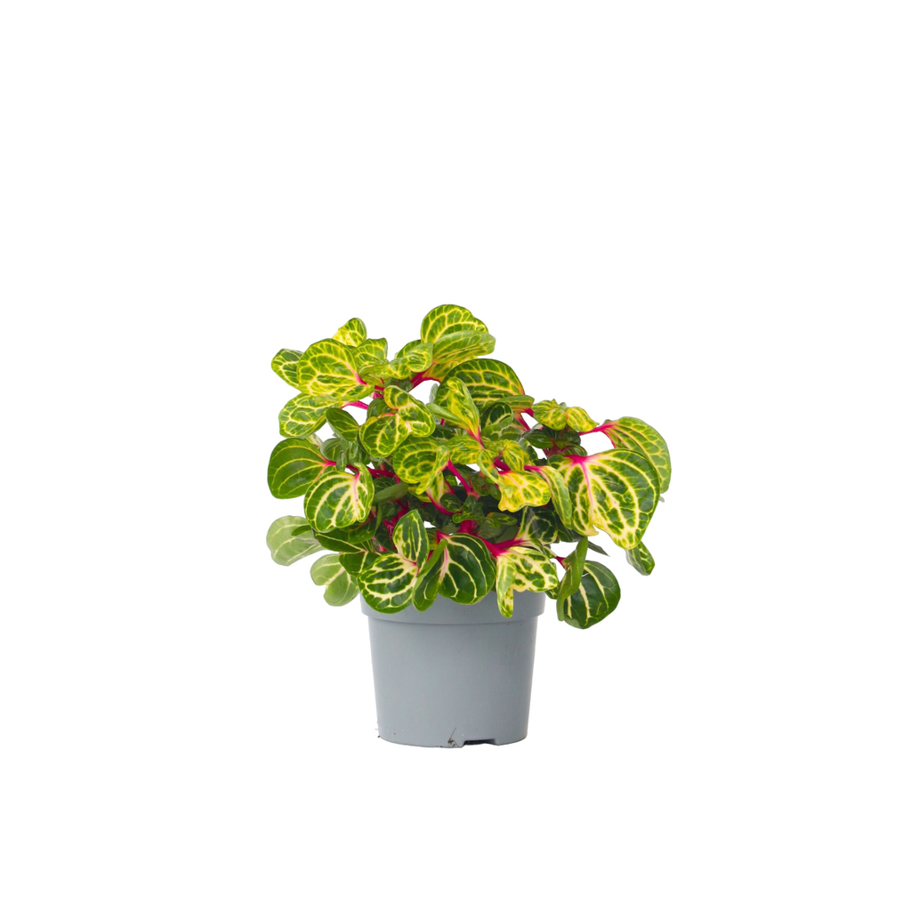 Bloodleaf plant - Iresine herbstii - Height 20-30cm - ⌀13cm