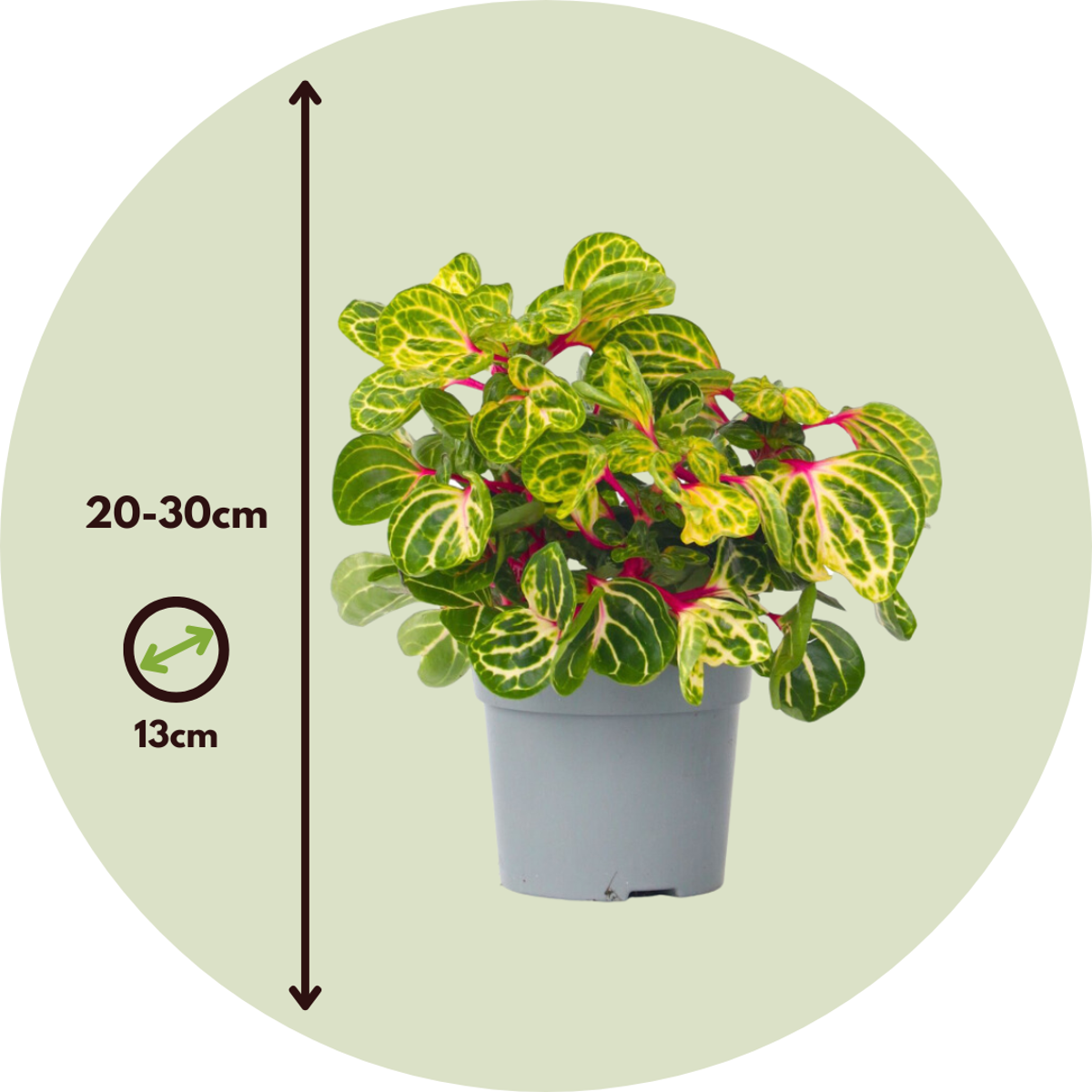Bloodleaf plant - Iresine herbstii - Height 20-30cm - ⌀13cm