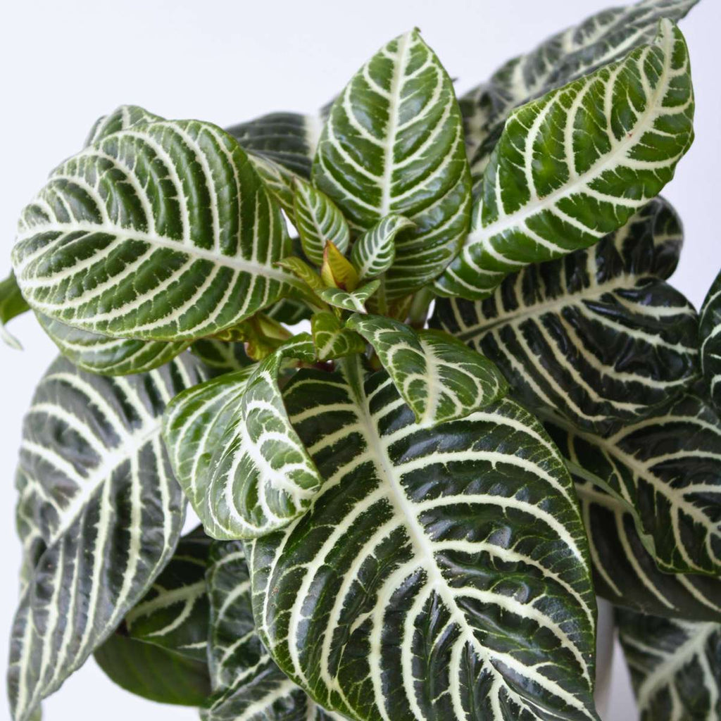Zebra Plant - 2 pcs. - Aphelandra squarrosa 'Botanica' - Height 25-45cm - ⌀13cm
