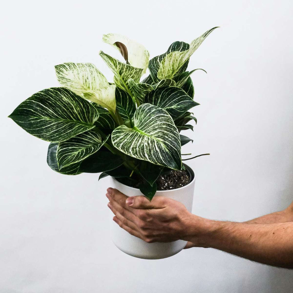Zebra Plant - 2 pcs. - Aphelandra squarrosa 'Botanica' - Height 25-45cm - ⌀13cm