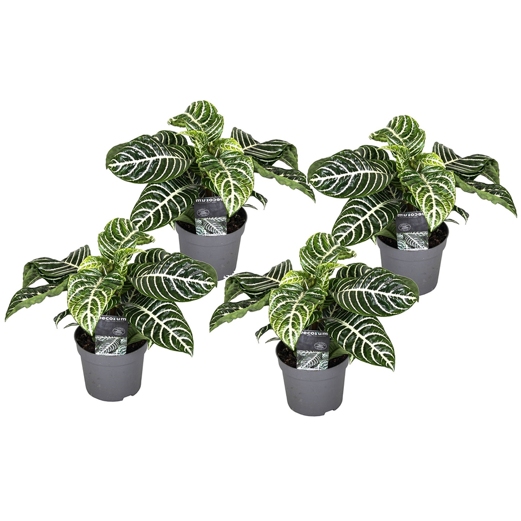Zebra Plant - 4 pcs. - Aphelandra squarrosa 'Botanica' - Height 25-45cm - ⌀13cm