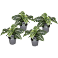 Zebra Plant - 4 pcs. - Aphelandra squarrosa 'Botanica' - Height 25-45cm - ⌀13cm