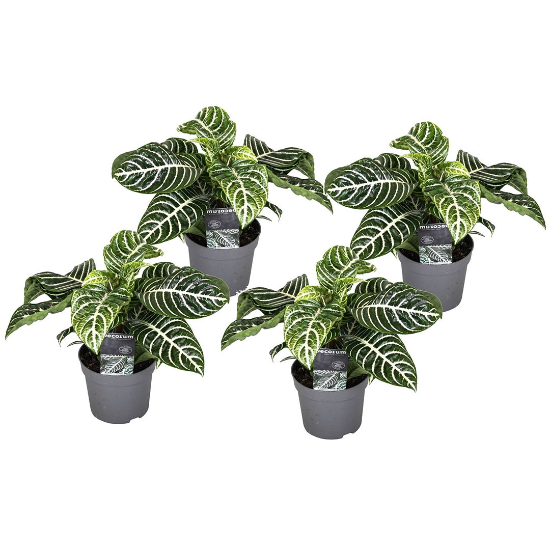 Zebra Plant - 4 pcs. - Aphelandra squarrosa 'Botanica' - Height 25-45cm - ⌀13cm