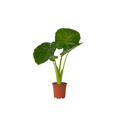 Elephant's Ear - Alocasia 'Odora' - Height 55-75cm - ⌀17cm