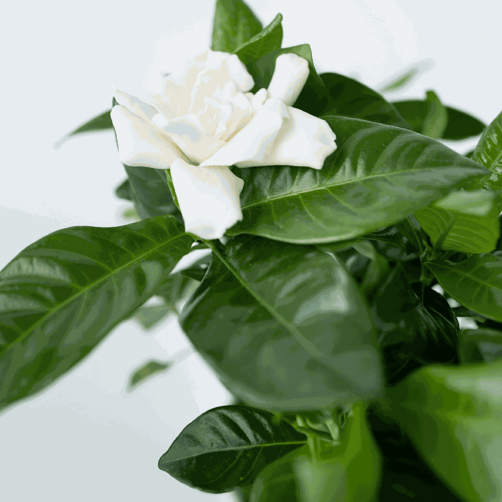 Cape Jasmine - Gardenia jasminoides - Height 20-30cm - ⌀13cm